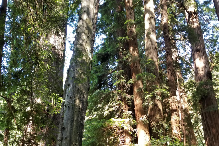 San Francisco: Muir Woods und Sausalito Eintrittsgeld inbegriffen