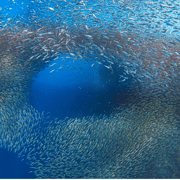 Cebu BEST: Sumilon, Whaleshark and Turtle Snorkeling Tour Cebu BEST: Sumilon, Whaleshark and Turtle Snorkeling Tour