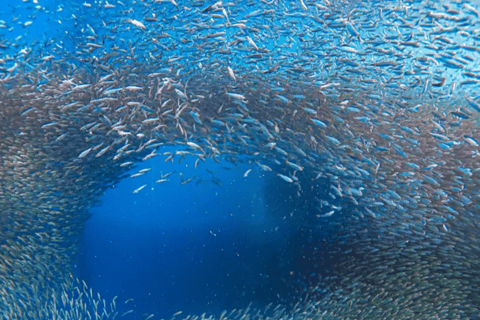 Cebu: Sumilon Isand Walvishaai en schildpad Snorkeltour