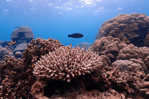 Phuket : Surin Island by Speedboat Khao Lak: Surin Island by Speedboat