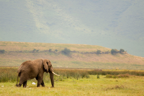 Serengeti : 4 jours d'expédition privée de luxe pour les Big Five