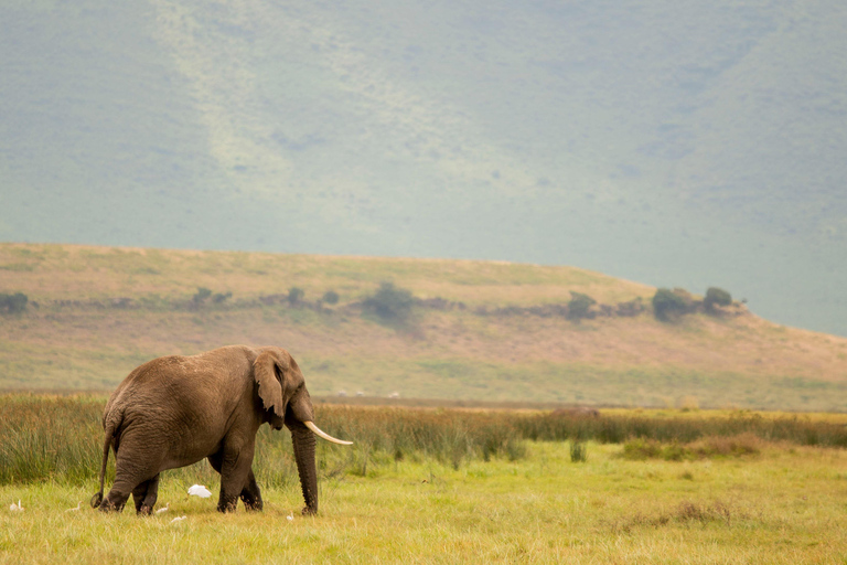 Serengeti : 4 jours d'expédition privée de luxe pour les Big Five