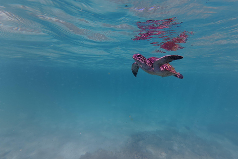 From Muscat: Dimaniyat Islands Snorkeling Tour with Lunch Dimaniyat Snorkeling Cruise with Snacks & Transfers