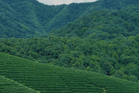 جولة شاي هانغتشو: القرى والبحيرات وتجربة الشاي المخفوقدليل للغة الإنجليزية والصينية