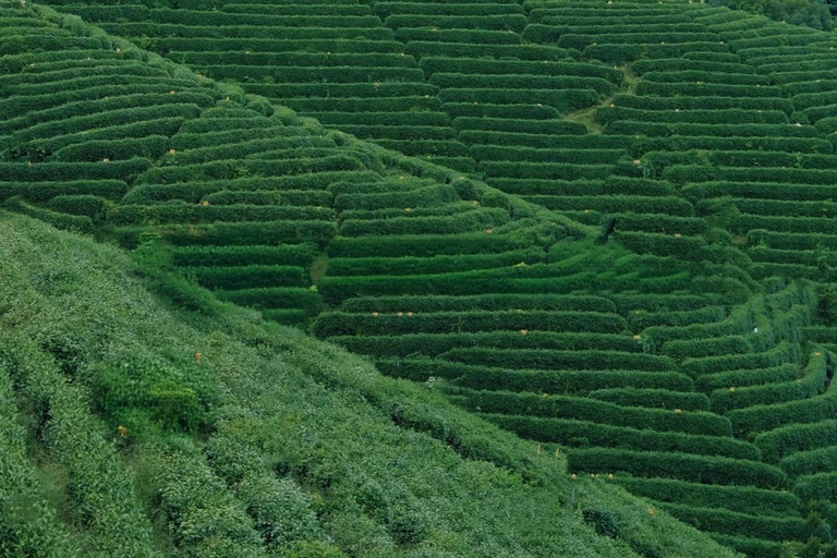 جولة شاي هانغتشو: القرى والبحيرات وتجربة الشاي المخفوقدليل للغة الإنجليزية والصينية