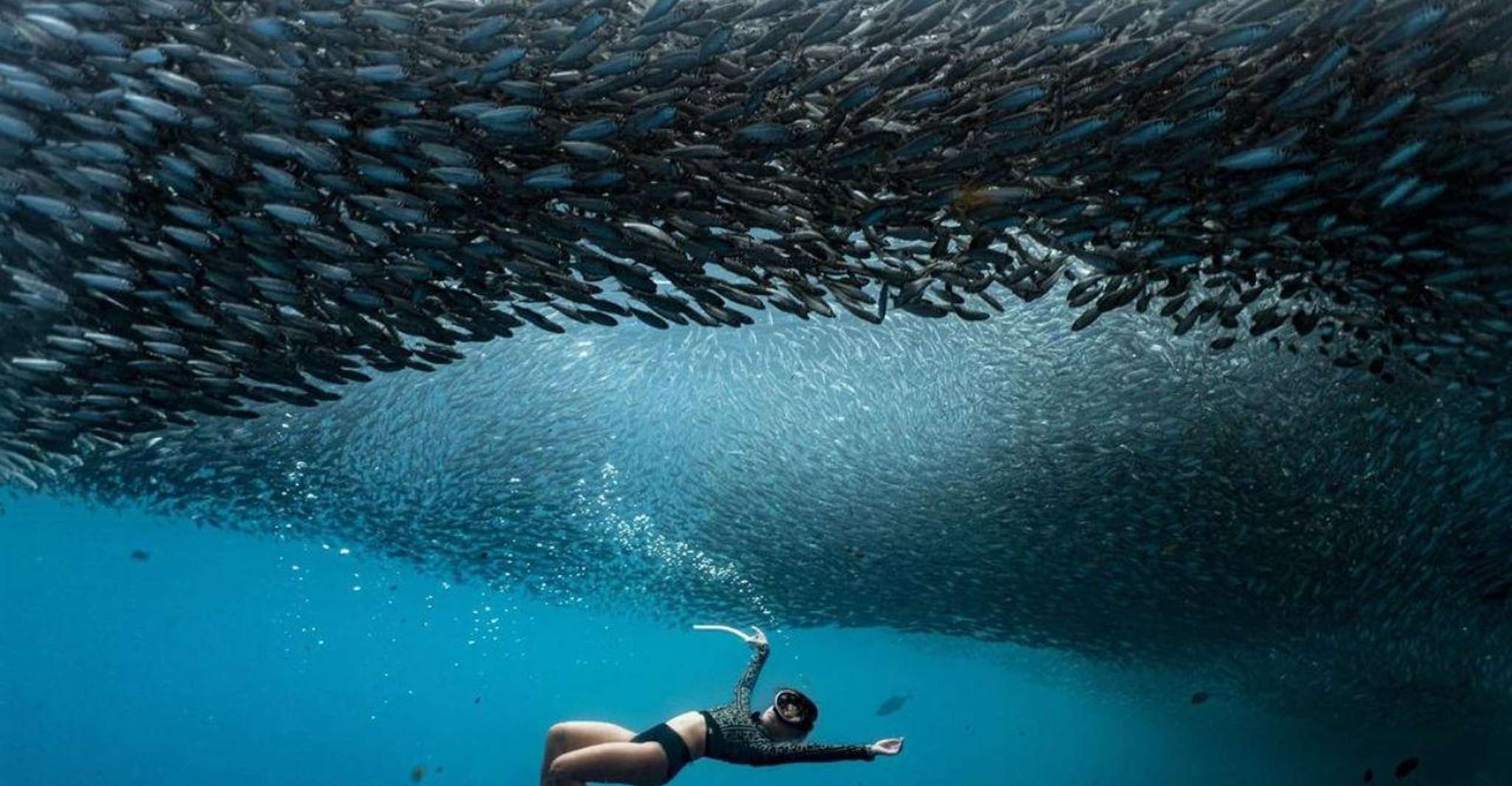 Panglao, Napaling Reef e Sardines Freediving Experience - Hizvo