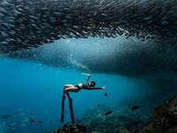 Panglao, Napaling Reef et Sardines Expérience de plongée libre - Hizvo