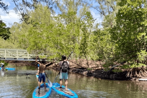 Mangrove Jungle exploration on SUP/Kayak