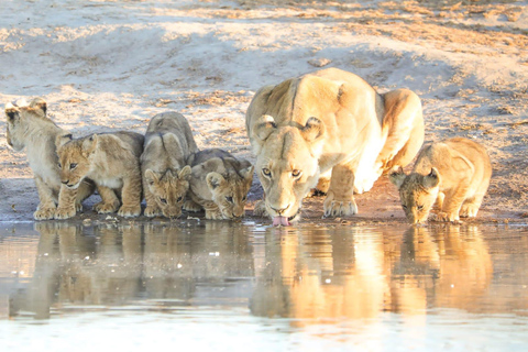 Excursión de un día a Chobe