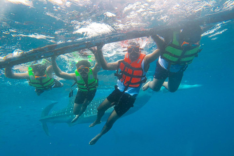 Cebu: Oslob Walhai-Beobachtung und Canyoning-AbenteuerCebu: Oslob Walhai-Beobachtung &amp; Kawasan Canyoneering