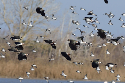 Camargue: Electric Safari with Guide in a private reserve