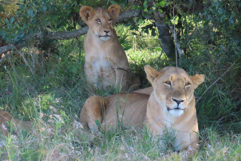 &quot;Nairobi: Parco nazionale, Sheldrick, Centro delle Giraffe e Bomas&quot;