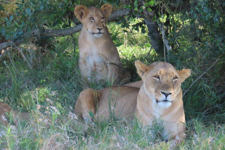 &quot;Nairobi: Parco nazionale, Sheldrick, Centro delle Giraffe e Bomas&quot;