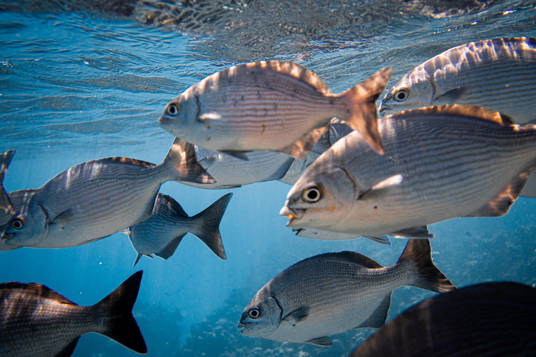 Grand Cayman: Catamaran Cruise with Stingray City & Snorkel