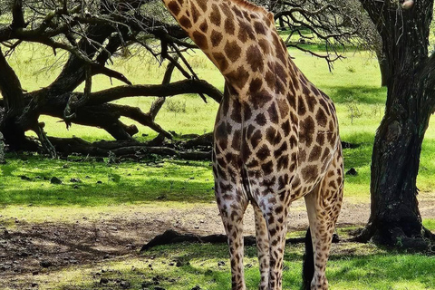 South Discovery :Wild Life Safari at Casela Park with Lunch