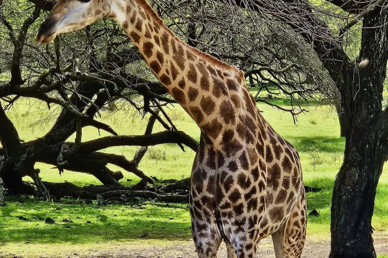 South Discovery :Wild Life Safari at Casela Park with Lunch