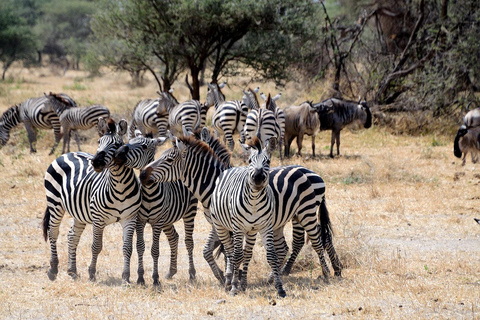 4 Days Tanzania Private Family Safaris