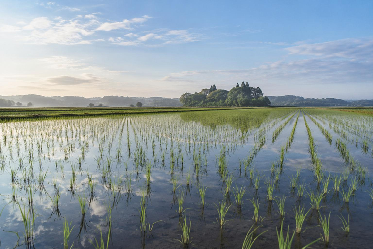 From Tokyo: Sawara Canal Town & Katori Shrine Private Day Tour