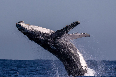 Sydney: Malerische Whale-Watching-Bootsfahrt – Wale garantiertSydney: Malerische Whale-Watching-Bootsfahrt