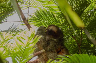 Costa Rica: Faultier-Tour & Kaffee, Schoko und Zuckerrohr