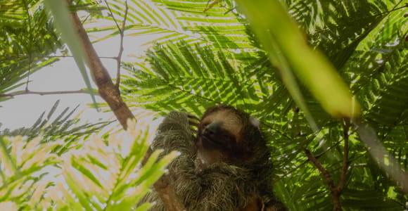 Costa Rica: Sloth Tour & Coffee, Chocolate and Sugarcane