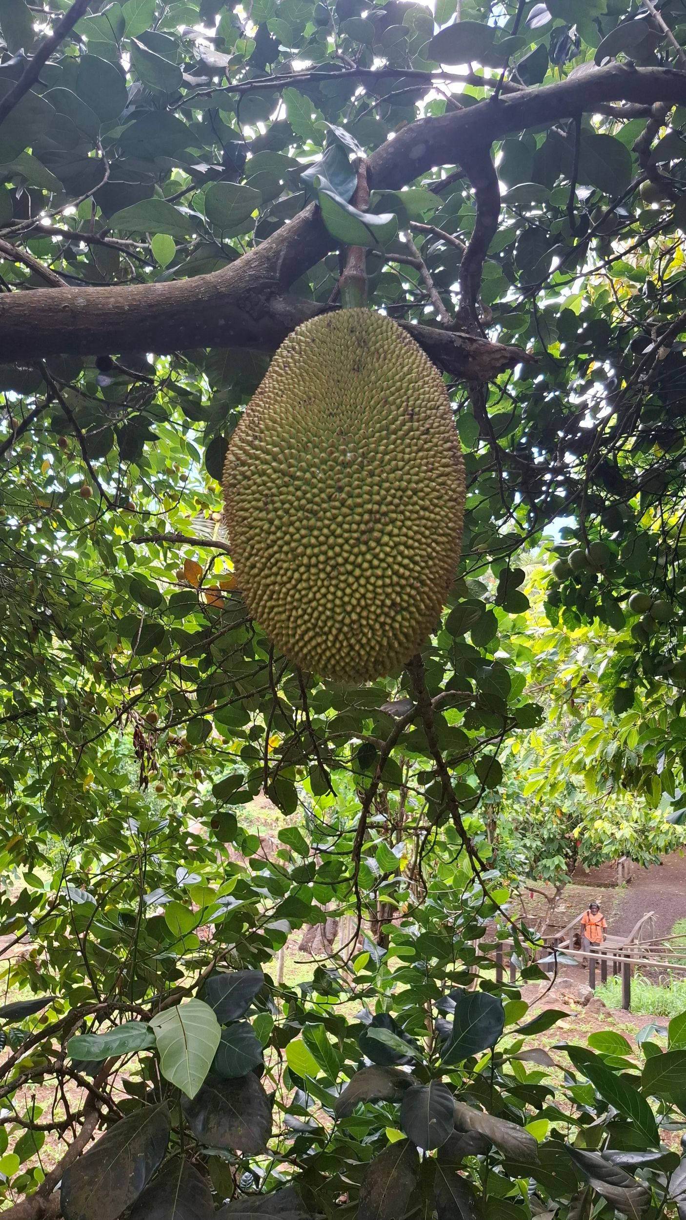 Grenada: Schokoladen-, Gewürz- und Wasserfalltour mit Schwimmen