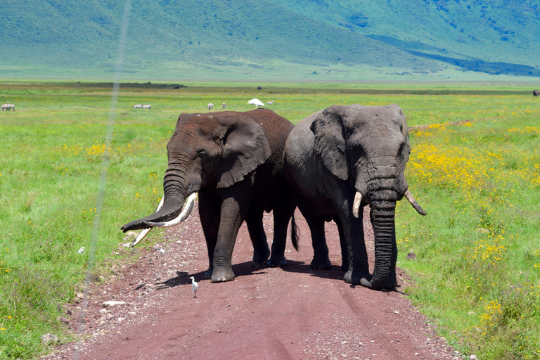 Arusha: Ngorongoro Crater Full-Day Safari Ngorongoro Crater: Full Day Safari