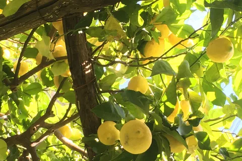 Tour del limone biologico di Amalfi e degustazione nel Giardino Storico