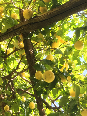 Amalfi Organic Lemon Tour & Tasting in the Historical Garden