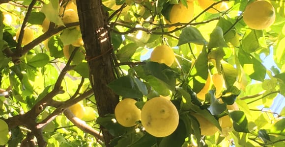 Amalfi Organic Lemon Tour & Verkostung im historischen Garten