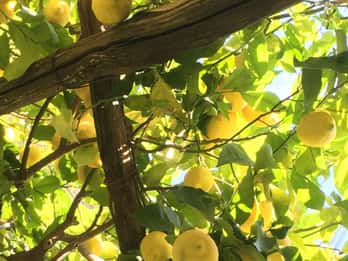 Excursión y Degustación de Limones Ecológicos de Amalfi en el Jardín Histórico