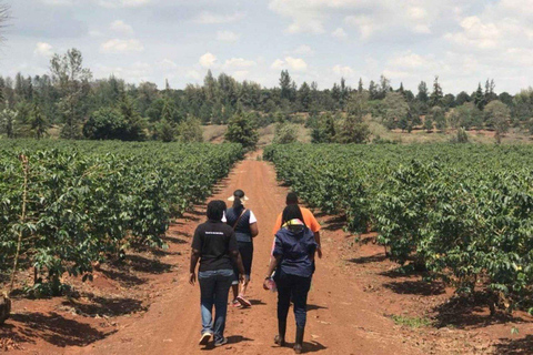Coffee Farm Tour & Barista Workshop near Nairobi