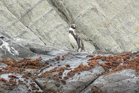 From Santiago: Papudo Horseback Ride & Penguin Watching