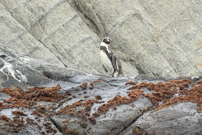From Santiago: Papudo Horseback Ride & Penguin Watching