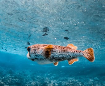 Thrilling Koa Kai Afternoon Snorkel Adventure In Maui 