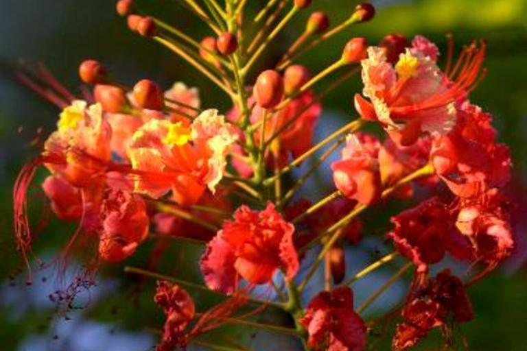 Zanzibar: Kryddtur och Jozani-skogen