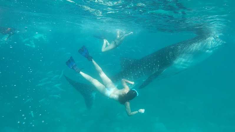 Cebu Shared Tour: Whaleshark Swimming & Kawasan Canyoneering