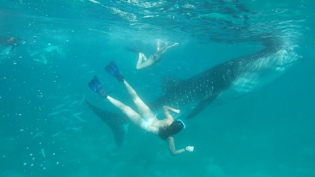 Visit Cebu Shared Tour Whaleshark Swimming & Kawasan Canyoneering in Cebú