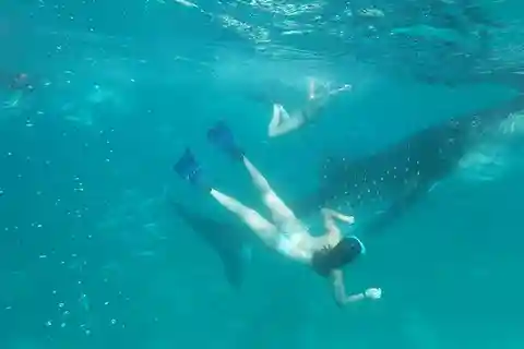 Cebu Shared Tour: Whaleshark Swimming & Kawasan Canyoneering