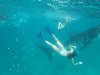 Cebu Shared Tour: Whaleshark Swimming & Kawasan Canyoneering