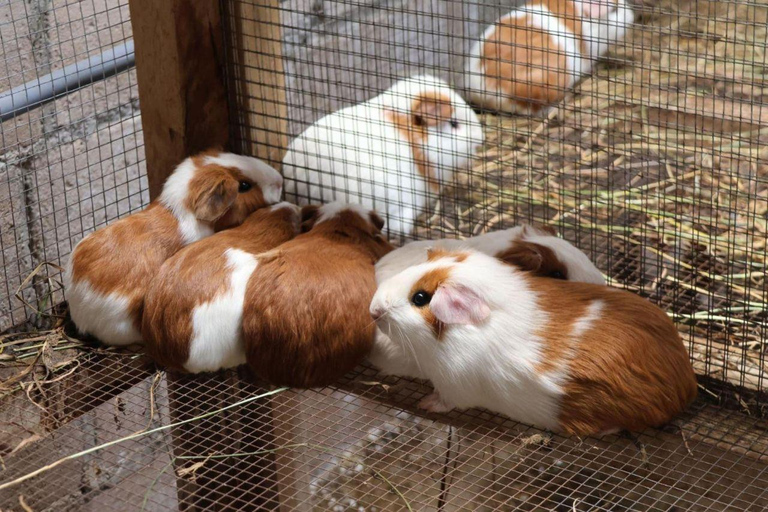 Cajamarca: Guinea Pig Route & Water Mills Tour Cajamarca: Guinea Pig Route & Water Mills – Spanish Guide