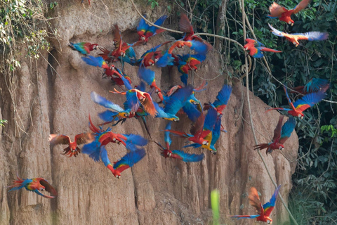 Excursión a la Collpa del Loro