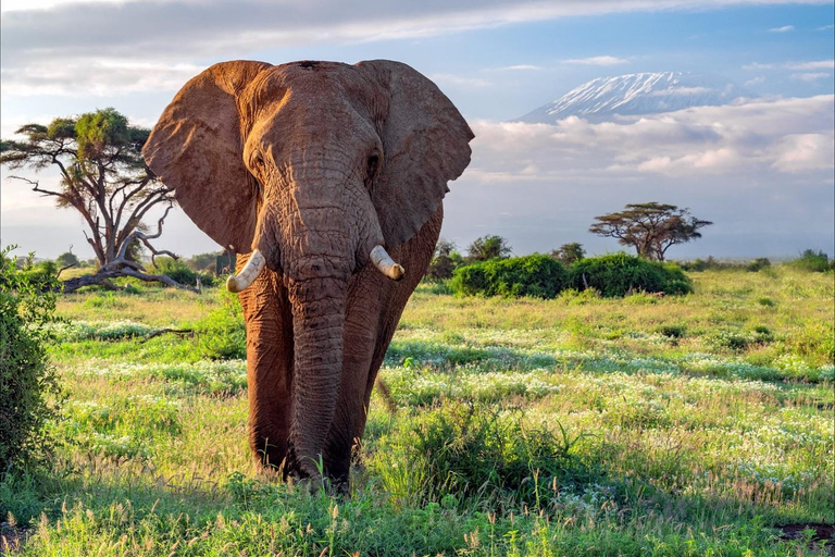 Day Trip: Amboseli National Park Safari with Driver Guide Private Daytrip