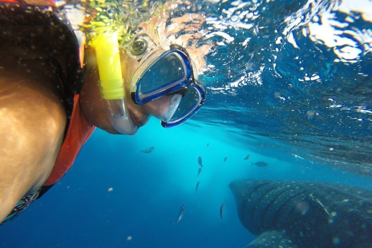 From Cancún: Half-Day Snorkeling with Whale Sharks Half-Day Tour From Puerto Morelos