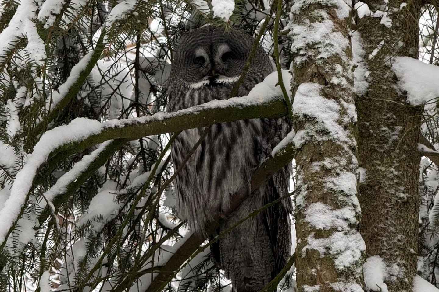 Rovaniemi: Entrada al Parque de Vida Silvestre de Ranua con Transporte