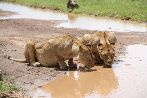 Arusha: 3-Day Safari to Tarangire, Lake Manyara & Ngorongoro