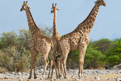 Arusha National Park: Day Trip with Walking Safari & Canoe Shared Day Trip Transfer & Game Drive (Fees Excluded)