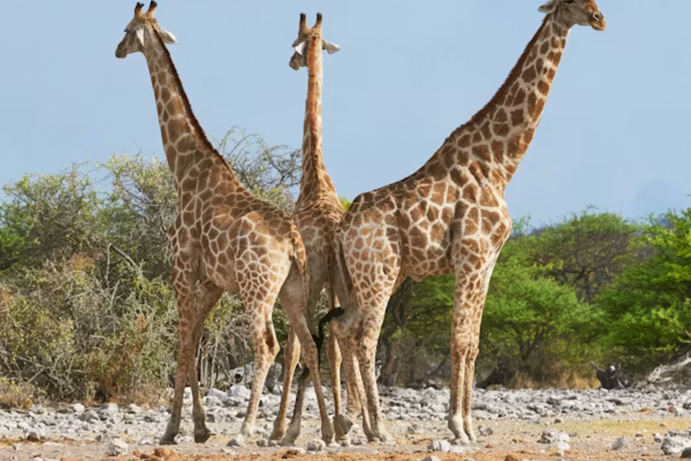 Arusha National Park: Day Trip with Walking Safari & Canoe Shared Day Trip Transfer & Game Drive (Fees Excluded)
