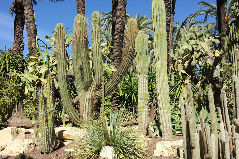 De Alicante: Visita ao Jardim Botânico Nacional