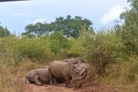 Eswatini: Rhino Walk in Hlane Royal National Park